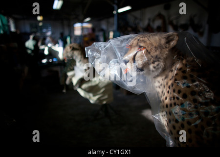 Präparatoren. Jäger aus den USA und Deutschland Wildtiere zu schießen und Dinge, die es als Trophäe Präparatoren-Workshop in Namibia. Stockfoto