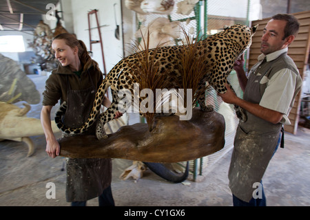 Präparatoren. Jäger aus den USA und Deutschland Wildtiere zu schießen und Dinge, die es als Trophäe Präparatoren-Workshop in Namibia. Stockfoto