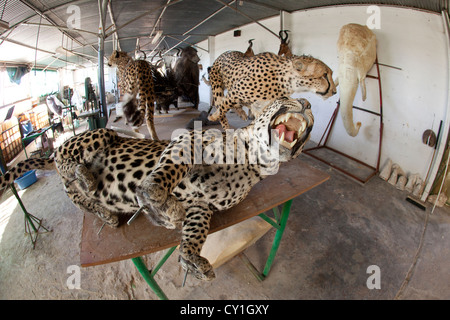 Präparatoren. Jäger aus den USA und Deutschland Wildtiere zu schießen und Dinge, die es als Trophäe Präparatoren-Workshop in Namibia. Stockfoto