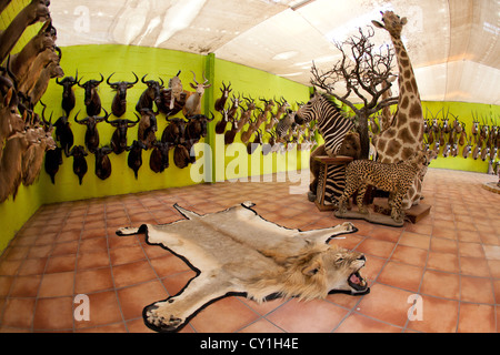 Präparatoren. Jäger aus den USA und Deutschland Wildtiere zu schießen und Dinge, die es als Trophäe Präparatoren-Workshop in Namibia. Stockfoto