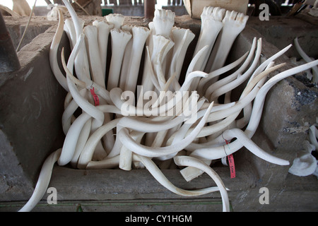 Präparatoren. Jäger aus den USA und Deutschland Wildtiere zu schießen und Dinge, die es als Trophäe Präparatoren-Workshop in Namibia. Stockfoto