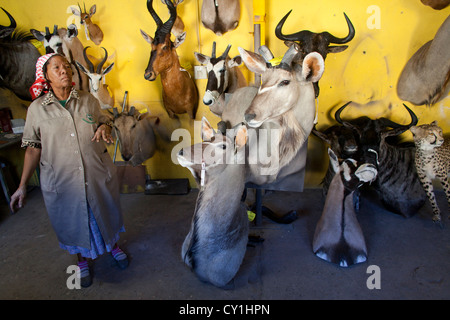 Präparatoren. Jäger aus den USA und Deutschland Wildtiere zu schießen und Dinge, die es als Trophäe Präparatoren-Workshop in Namibia. Stockfoto