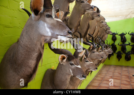 Präparatoren. Jäger aus den USA und Deutschland Wildtiere zu schießen und Dinge, die es als Trophäe Präparatoren-Workshop in Namibia. Stockfoto