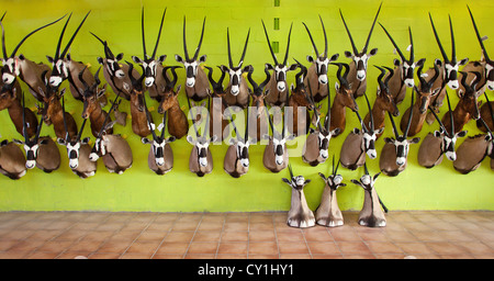 Präparatoren. Jäger aus den USA und Deutschland Wildtiere zu schießen und Dinge, die es als Trophäe Präparatoren-Workshop in Namibia. Stockfoto