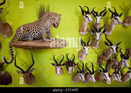 Präparatoren. Jäger aus den USA und Deutschland Wildtiere zu schießen und Dinge, die es als Trophäe Präparatoren-Workshop in Namibia. Stockfoto