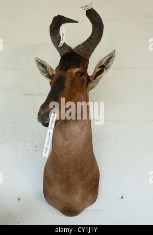 Präparatoren. Jäger aus den USA und Deutschland Wildtiere zu schießen und Dinge, die es als Trophäe Präparatoren-Workshop in Namibia. Stockfoto