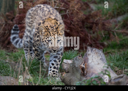 Amur-Leopard Cub, 2 Monate alt Stockfoto