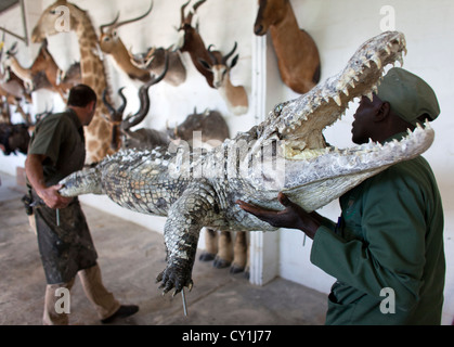 Präparatoren. Jäger aus den USA und Deutschland Wildtiere zu schießen und Dinge, die es als Trophäe Präparatoren-Workshop in Namibia. Stockfoto