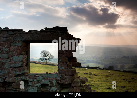 Verlassener Gebäude mit Baum, umrahmt von alten Fenster. Die Kakerlaken, Peak District, England Stockfoto