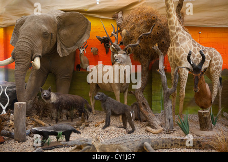 Präparatoren. Jäger aus den USA und Deutschland Wildtiere zu schießen und Dinge, die es als Trophäe Präparatoren-Workshop in Namibia. Stockfoto