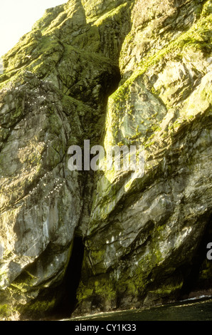 Hohe Klippen, Himmel voll von Seevögeln, Scuba Diving, Dichtungen, unterirdischen Felsen Bögen, Taucher, Tauchen Schiffe, St Kilda, Schottland, UK Stockfoto