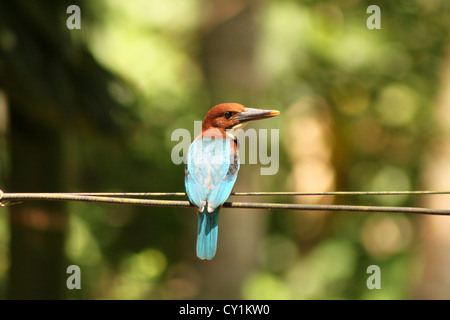 Weiße-throated Kingfisher Halcyon Smyrnensis weißes-breasted Kingfisher Smyrna Kingfisher Stockfoto