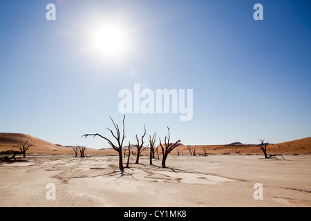 (dead-Tal) Sossusvlei im Namib-Naukluft Park, Namibia Stockfoto