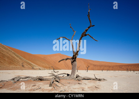 (dead-Tal) Sossusvlei im Namib-Naukluft Park, Namibia Stockfoto