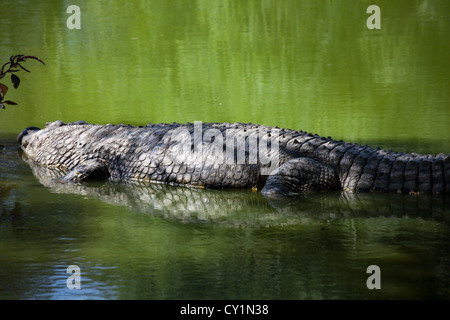 Crocodil Zucht in Otjiwarongo, namibia Stockfoto