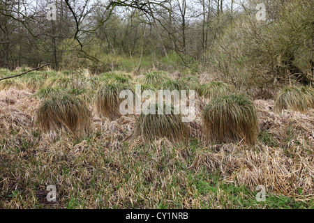 Schläger-Segge (Carex Stricta) bei Jacksons Niederwald Staffordshire England UK Stockfoto