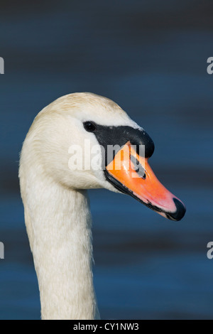 Höckerschwan (Cygnus Olor) männlich Nahaufnahme zeigt Knopf auf Rechnung, Deutschland Stockfoto