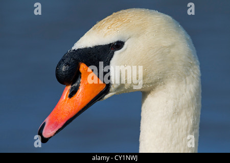 Höckerschwan (Cygnus Olor) männlich Nahaufnahme zeigt Knopf auf Rechnung, Deutschland Stockfoto