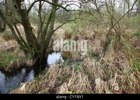 Schläger-Segge (Carex Stricta) bei Jacksons Niederwald Staffordshire England UK Stockfoto