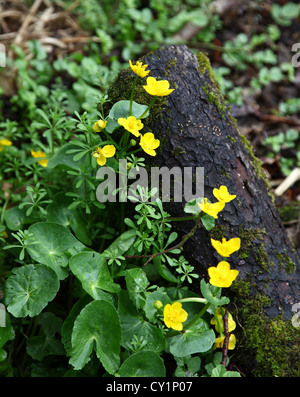 Die gelben Blüten der Sumpfdotterblumen (Caltha Palustris) an Jacksons Niederwald in der Nähe von Eccleshall Staffordshire England UK Stockfoto