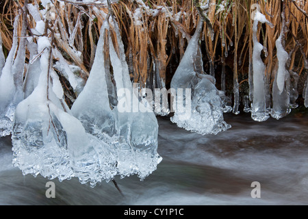 Eiszapfen über Wasser entlang Fluß im Winter im Harz National Park, Deutschland Stockfoto