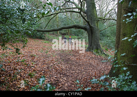 Ein Staffordshire Wildlife Trust Jackson Niederwald in der Nähe von Eccleshall Staffordshire England UK Stockfoto