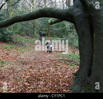 Eine Frau, eine Informationstafel mit Blick auf Staffordshire Wildlife Trust Jackson Niederwald in der Nähe von Eccleshall Staffordshire England UK Stockfoto