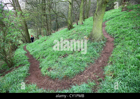 Einen Pfad um Jacksons Niederwald und Moor Naturschutzgebiet Staffordshire Wildlife Trust Staffordshire England UK Stockfoto