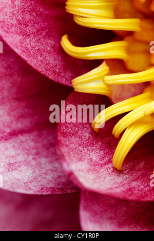 Seerose Blume nah oben, Nymphaea sp, Nenufar Stockfoto