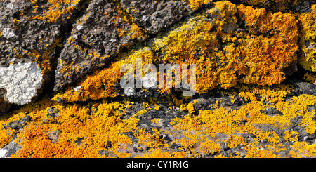 Eine attraktive Verbreitung der gelben Schuppen Flechten, Kynance Cove, Cornwall, England Stockfoto