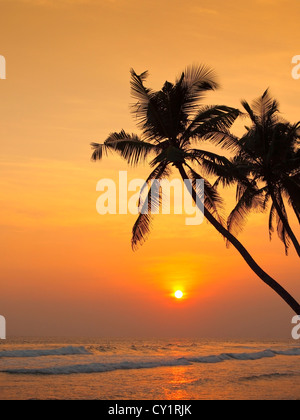 Palmen, die Silhouette gegen einen Sonnenuntergang über dem indischen Ozean am Thalpe in Sri Lanka Stockfoto
