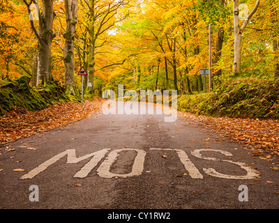 Landstraße durch herbstliche Wälder auf Horner Hill, Exmoor National Park, Somerset, England Stockfoto