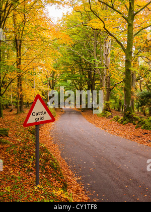 Landstraße durch herbstliche Wälder mit einem Viehraster Warnschild, Exmoor National Park, Somerset, England Stockfoto