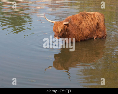 Eine Highland Kuh Abkühlung durch waten in einem Dorfteich Stockfoto