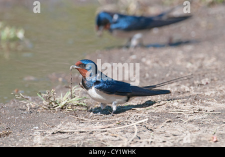 Europäischen Rauchschwalbe Hirundo Rustica, sammelt Schlamm für Nistmaterial. Frühling. Spanien Stockfoto