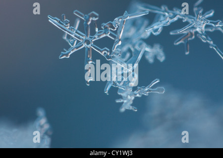 Extreme Nahaufnahme von einem Gewirr von Schneeflocken Schmelzen. Stockfoto