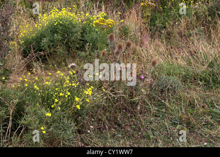 Cap Blanc Nez Frankreich Côte Opale Pas De Calais Bull Thistle (Cirsium Vulgare) und Wildblumen Stockfoto