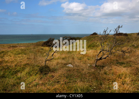 Cap Gris Nez Côte Opale Pas De Calais Frankreich Bäume an Küste Stockfoto