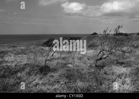 Cap Gris Nez Côte Opale Pas De Calais Frankreich Bäume an Küste Stockfoto