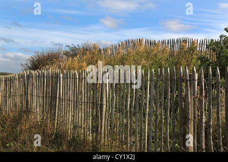 Cap Gris Nez Côte Opale Pas De Calais Frankreich Gräser und Zaun am Strand Stockfoto