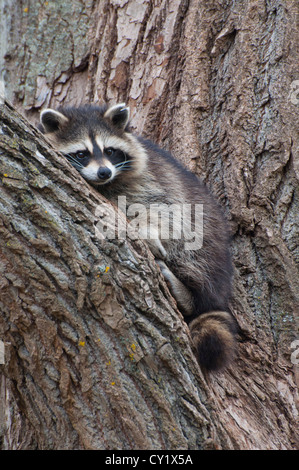 Ein gemeinsames Waschbär hoch in einem Baum. Stockfoto