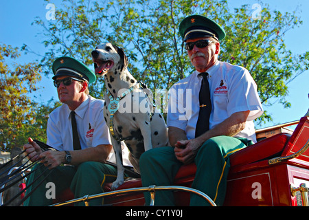 Budweiser Clydesdale Wagen Treiber und Dalmatiner Stockfoto