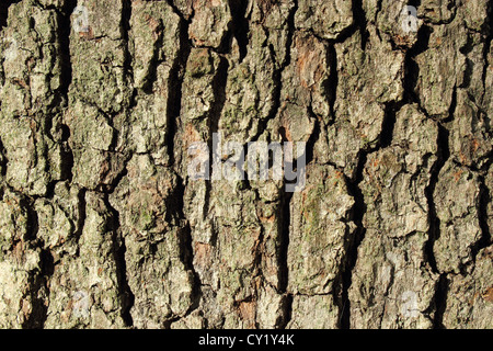 Eiche (Quercus Robur) Rinde Textur (Horizontal) Stockfoto