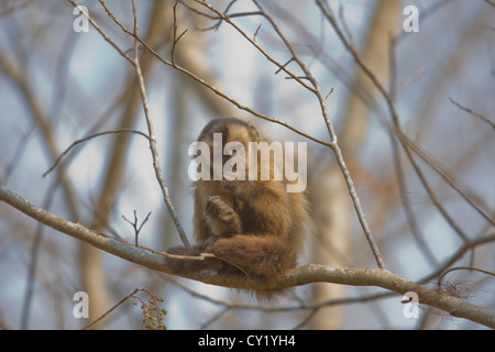 Getuftete Kapuziner (Cebus Apella), auch bekannt als braune Kapuziner oder schwarz-capped Kapuziner. Stockfoto