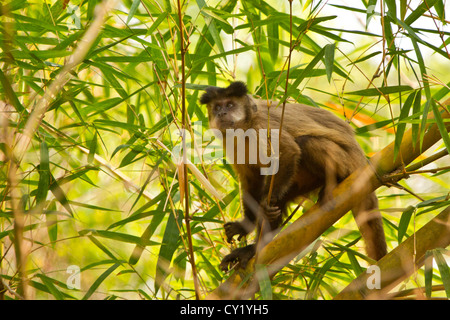 Getuftete Kapuziner (Cebus Apella), auch bekannt als braune Kapuziner oder schwarz-capped Kapuziner. Stockfoto