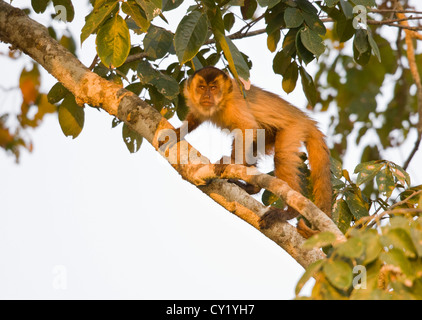 Getuftete Kapuziner (Cebus Apella), auch bekannt als braune Kapuziner oder schwarz-capped Kapuziner. Stockfoto