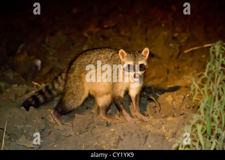 Krabbe-Essen Raccoon (Procyon Cancrivorus) Stockfoto