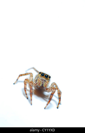 Springspinne auf weißem Hintergrund Stockfoto