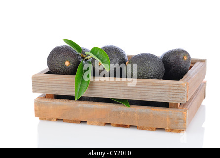 Eine hölzerne Kiste voller Hass Avocados auf weißem Hintergrund mit Reflexion. Querformat. Stockfoto