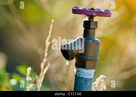 Zapfen mit Wassertropfen Stockfoto